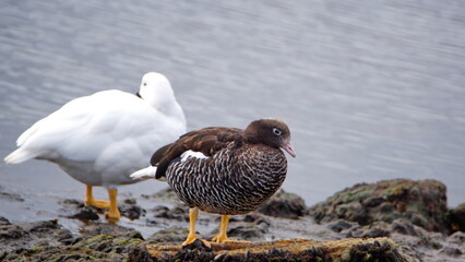 Kelp geese (Chloephaga hybrida) on the rocks in Stanley, Falkland Islands