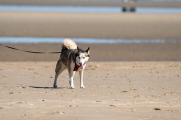 dog running on the beach