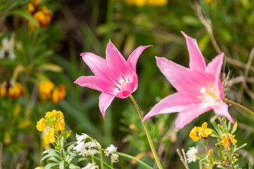 Fototapeta premium pink and yellow flowers