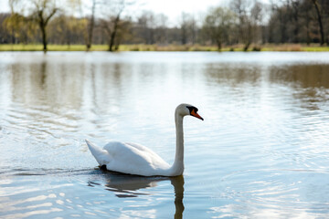 White swan in the wild. A beautiful swan swimming in the lake. Blue water, sunny weather, beauty of the nature. Cygnus olor. Close-up view.