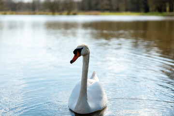 White swan in the wild. A beautiful swan swimming in the lake. Blue water, sunny weather, beauty of...