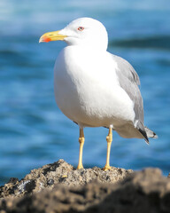 Fototapeta na wymiar seagull on a rock
