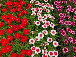 variety of dianthus flowers at the market