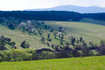 landscape with forest