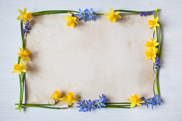 Spring yellow daffodils and blue muscari flowers, scilla on white wooden background and paper for greeting text - obrazy, fototapety, plakaty