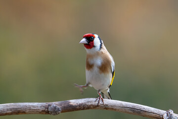 Stieglitz (Carduelis carduelis)