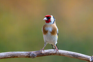 Stieglitz (Carduelis carduelis)