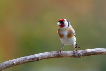 Stieglitz (Carduelis carduelis)