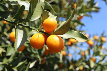 日本では昔から喉に良いとされている金柑の実です。
It is a kumquat fruit that...