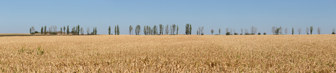 Expanses of fields with ripe corn. Cornfield in late autumn. Brown dry feed corn everywhere.