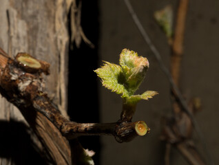 Young, green shoots on a grape Bush. Viticulture-grape flowers on a black background. Wine-making. Technology of wine production in Moldova.