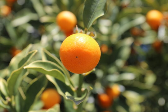 日本では昔から喉に良いとされている金柑の実です。
It is a kumquat fruit that has long been considered good for the throat in Japan. 
