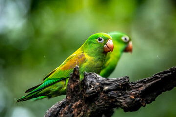 The orange-chinned parakeet (Brotogeris jugularis), also known as the Tovi parakeet, is a small mainly green parrot of the genus Brotogeris. It is found in Central America.