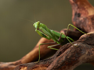Praying mantis on a green background. The insect hunts, eat, macro