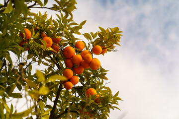 Orange in nature