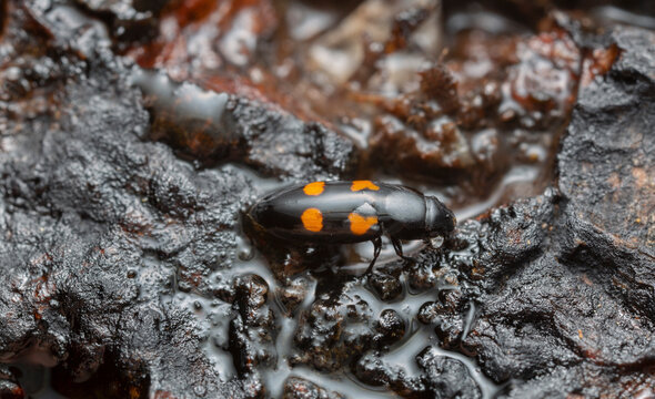 European bark beetle predator, Glischrochilus quadripunctatus on sap pouring out of aspen