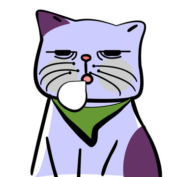 square face cat
