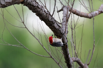 Red-bellied Woodpecker hanging under a branch eating an insect