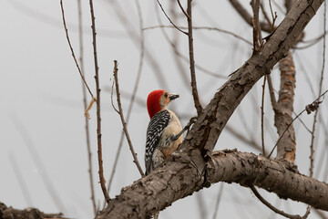 Red-bellied Woodpecker clinging to a tree branch while eating