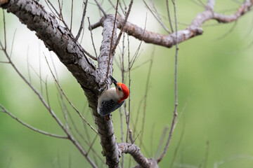 Red-bellied Woodpecker clinging to a branch and eating an bug
