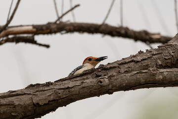 Red-bellied Woodpecker peeking out from behind a tree branch