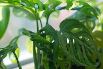 green monstera on a light background. high quality photos