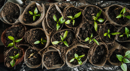 Seedlings, green pepper leaves sprout from the ground in homemade round trays at home. Photography, top view, gardening.