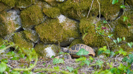 Baby Hermann's tortoise on a green mossy garden floor in Bar, Montenegro.
