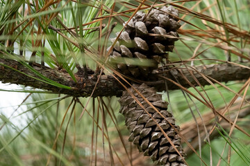 pinheiro e pinha em close