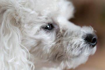 Cachorro poodle toy branco