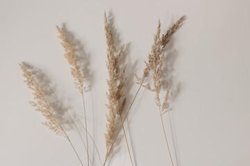 Close-up of beautiful dry grass bouquet. Festuca plant. Botanical texture. Beige wall, table...
