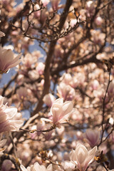 Dreamy 100 Year Old Magnolia Tree in Park