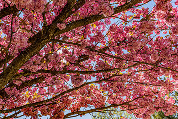 Dijon printemps.