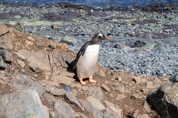Fototapeta premium Antarctica gentoo penguins on the snow ground and cold water