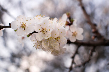 a branch of a blooming apricot