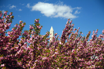 The white Washington Obelisk Monument below the pink flowers