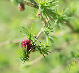 A larch blossom closeup at spring in jena