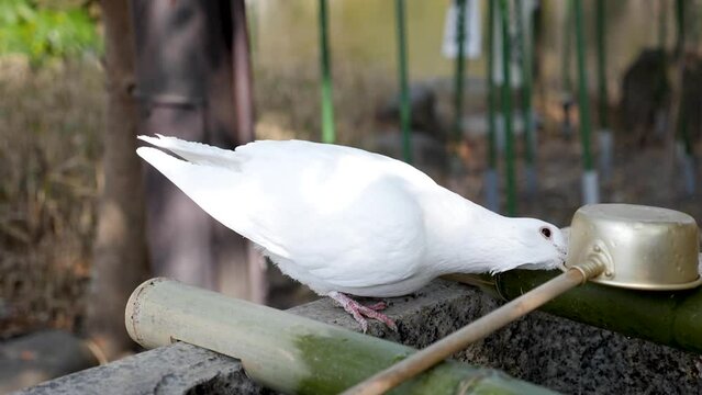The dove gnawing a bowl on a Cleansing water sink in front of a japanese shrine, Tokyo, Japan