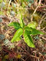 jeune pousse d'arbre, reforestation