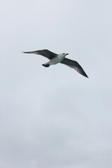 seagull, seagull in flight, 
seagull in the sky