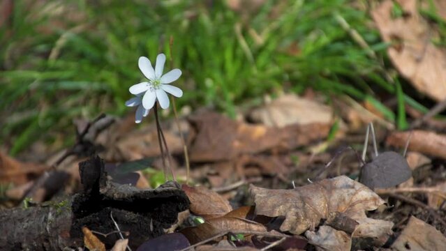 A white wildflower is one of the first to bloom this Spring in the Woods at Nathaniel Cole Park in Harpursville in Upstate NY.  White flower on ground.