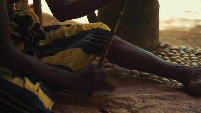 Close-up of man cuts cinnamon branch. Sri Lankan man cuts the cinnamon tree at nature