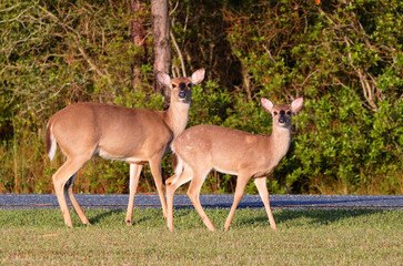 Wild white-tail Deer (Odocoileus virginianus) at Bodie Island in Cape Hatteras National Seashore, Nags Head, Outer Banks North Carolina. 