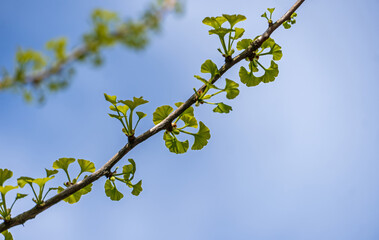 Ginkgo-Äste mit jungen Blättern