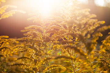 Goldenrods solidago chilensis flower plant over sunset light