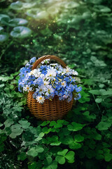 Fototapeta na wymiar mystery green natural background with blue-white flowers in wicker basket close up in forest. spring or summer season. dreaming, harmony mood. composition with Stellaria and forget-me-not flowers.