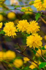 Stadtpark, Hannover.