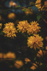 Stadtpark, Hannover.