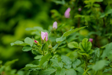 light rose white flower of a wild rose dogrose against a background of green leaves. Free space for text. Greeting card.Selective focus on rosehip bud.wild rose bush