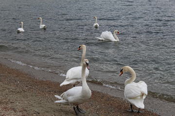 swans on the lake